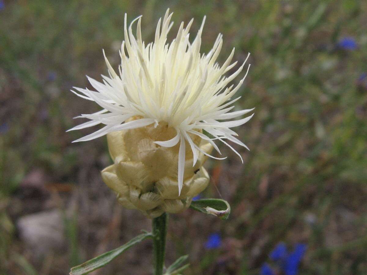 Image of Centaurea margaritacea Ten.