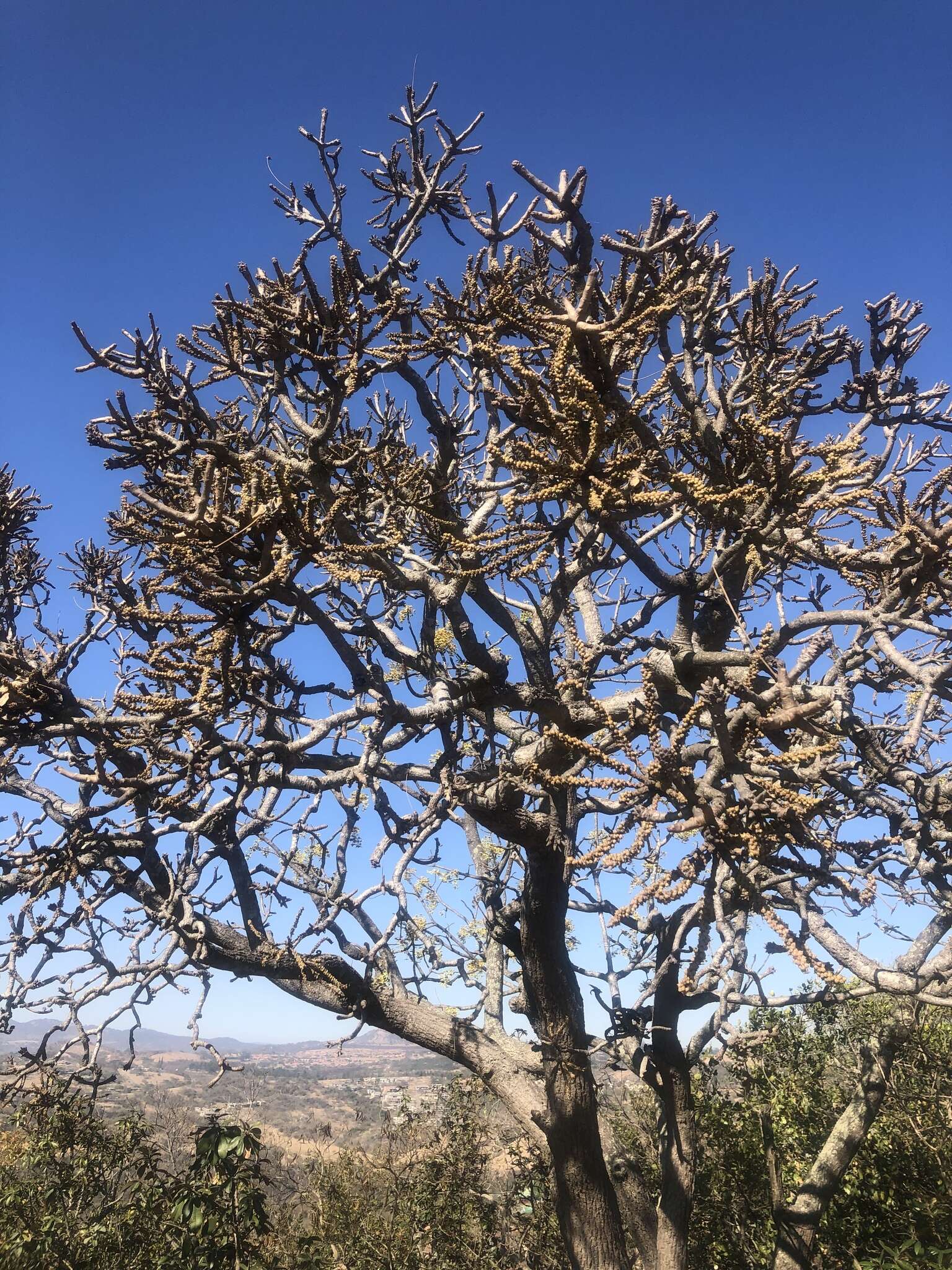 Image of Rock cabbage tree