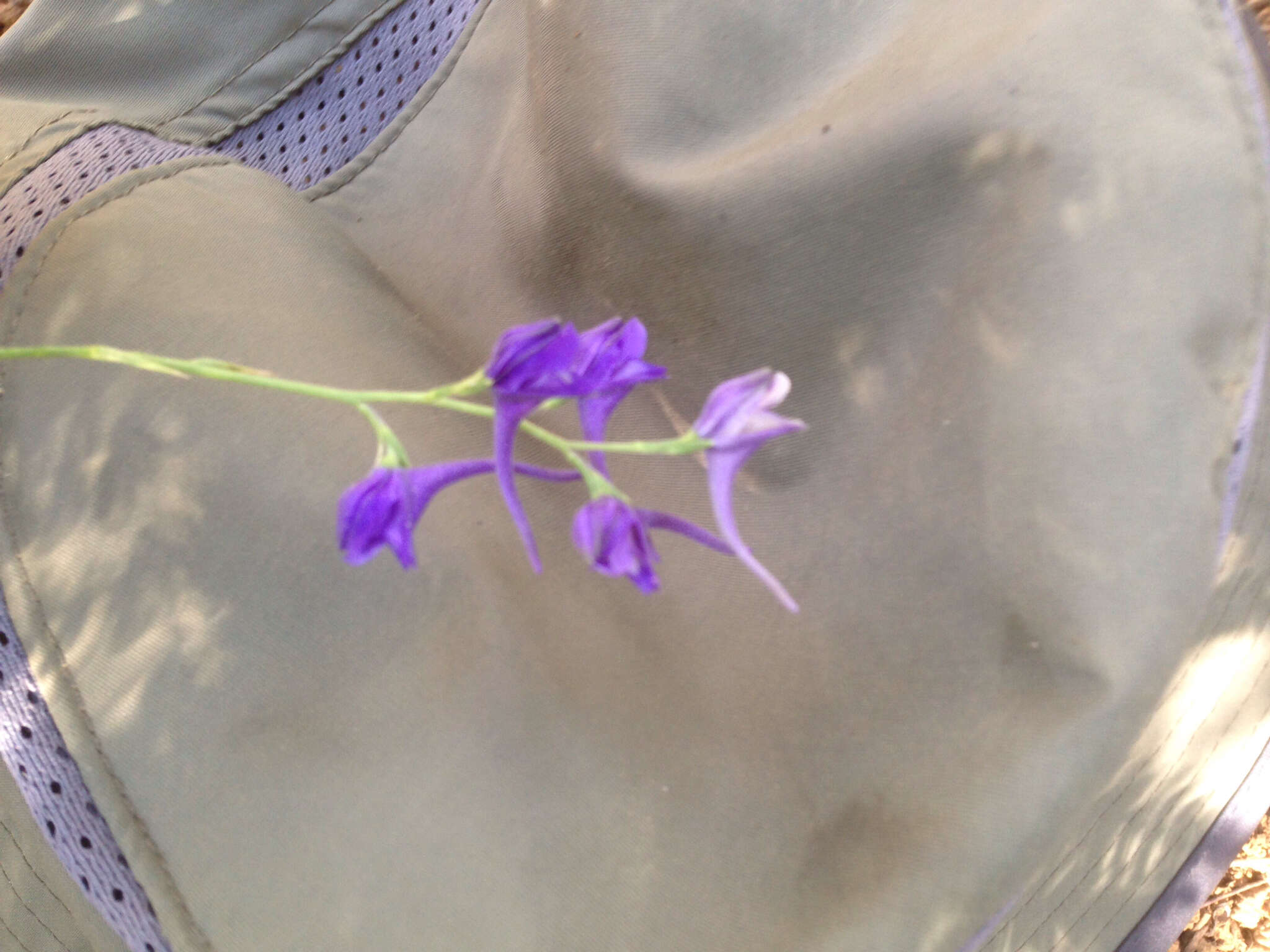 Image of Delphinium peregrinum L.