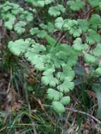 Adiantum digitatum C. Presl resmi