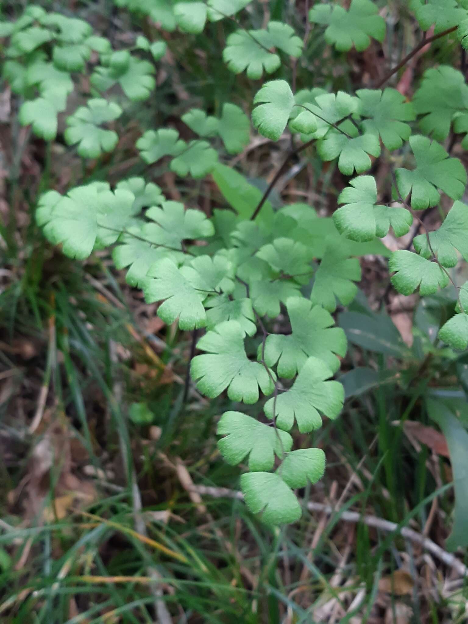 Adiantum digitatum C. Presl的圖片