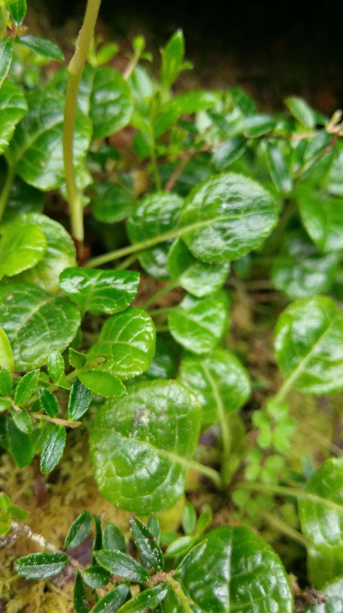 Image of Pyrola morrisonensis (Hayata) Hayata