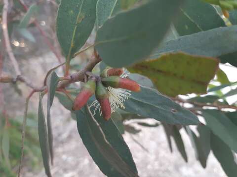 Image of Eucalyptus utilis Brooker & Hopper