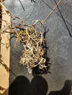 Imagem de Cladonia stygia (Fr.) Ruoss