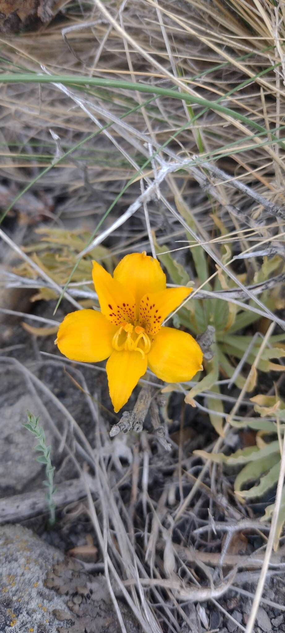 Image of Alstroemeria patagonica Phil.