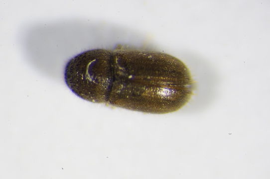 Image of <i>Cryphalus piceae</i> Wood & Bright 1992