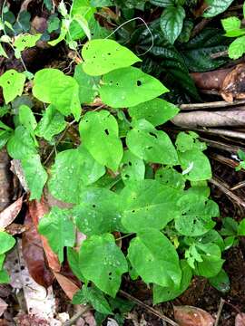 Image of Passiflora oerstedii Mast.