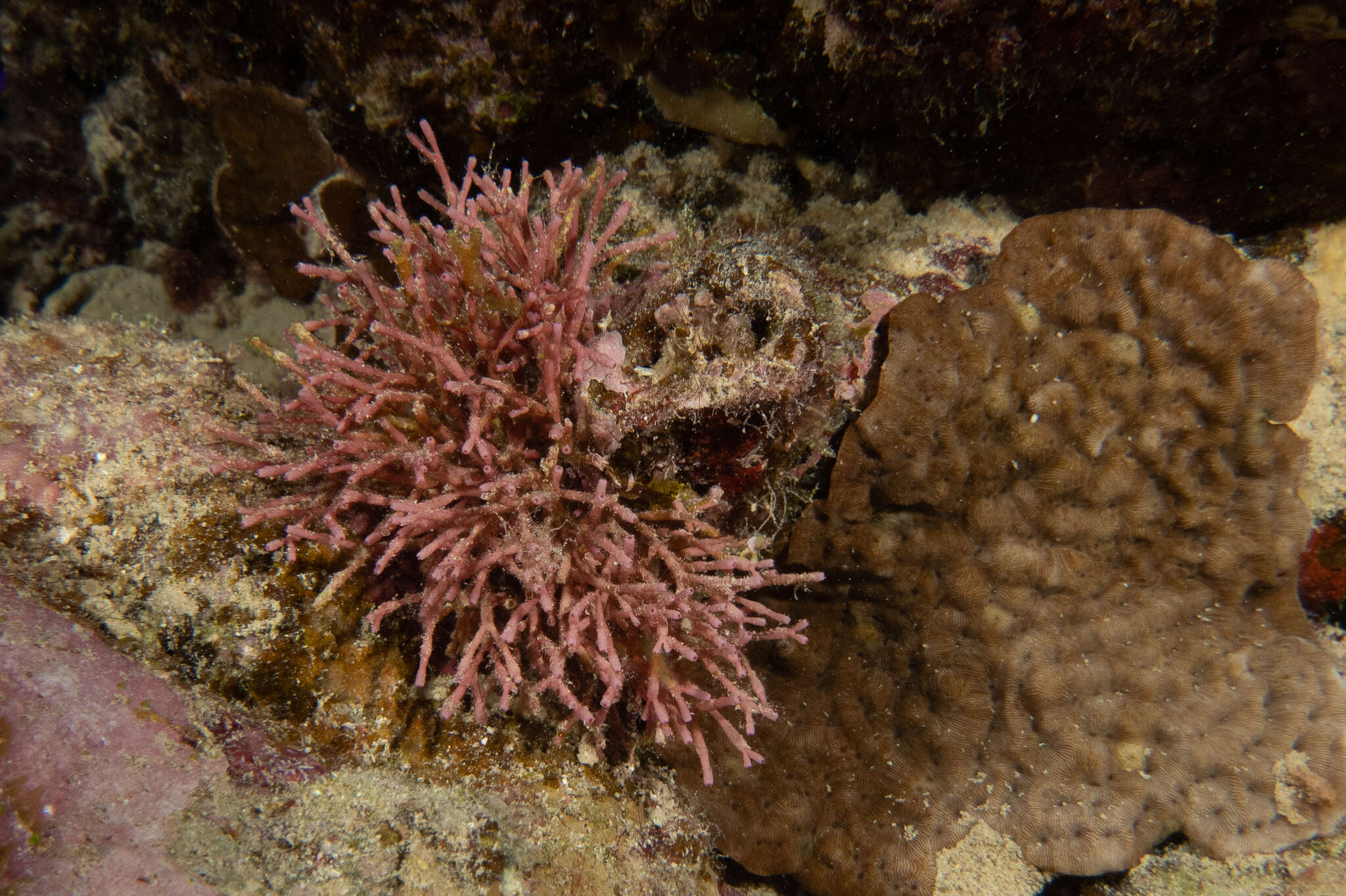 Image of Wrinkle Coral