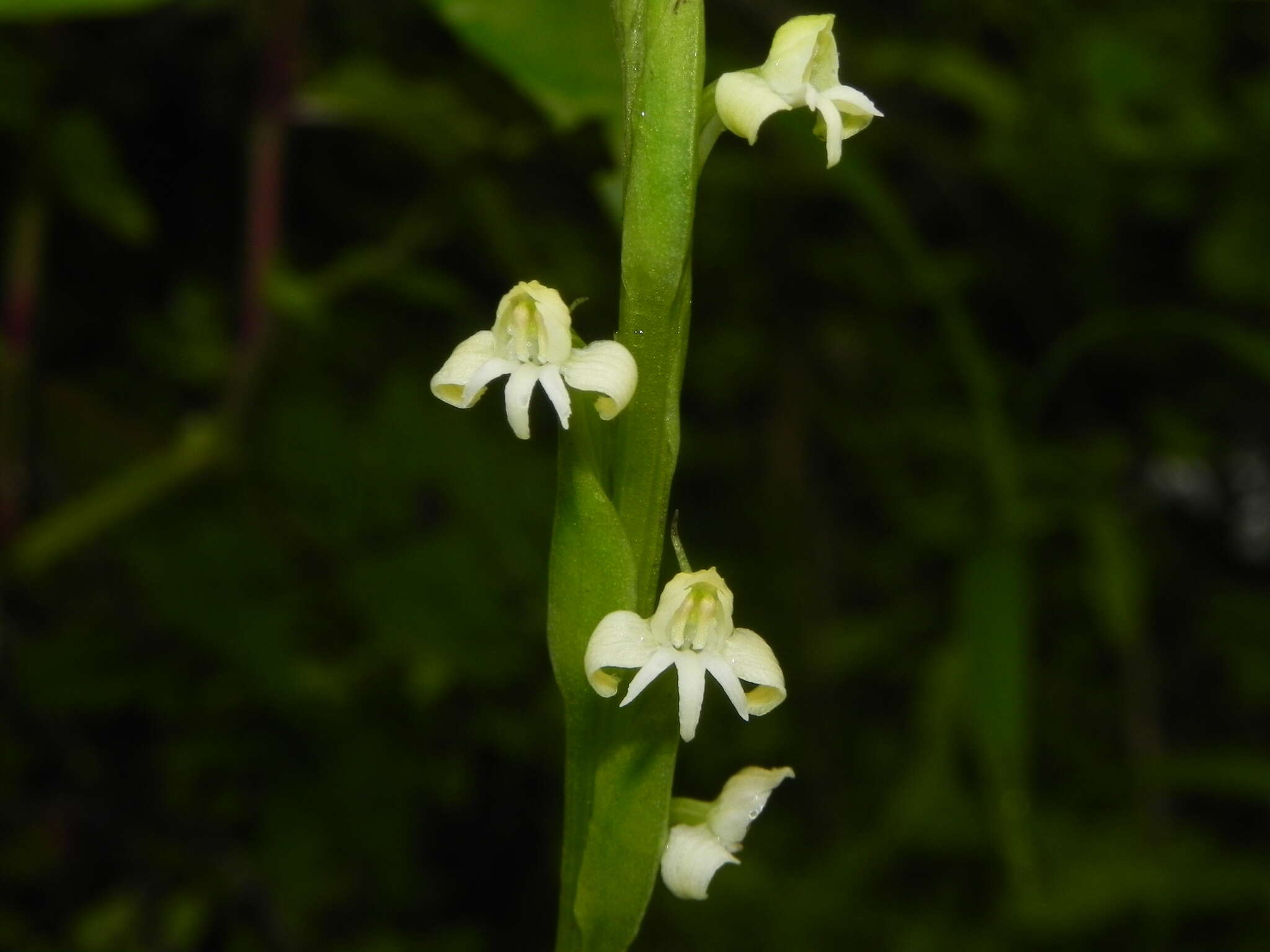 Image of Habenaria brachyphylla (Lindl.) Aitch.