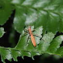 Image of Phaenacantha (Phaenacantha) marcida Horvath & G. 1914