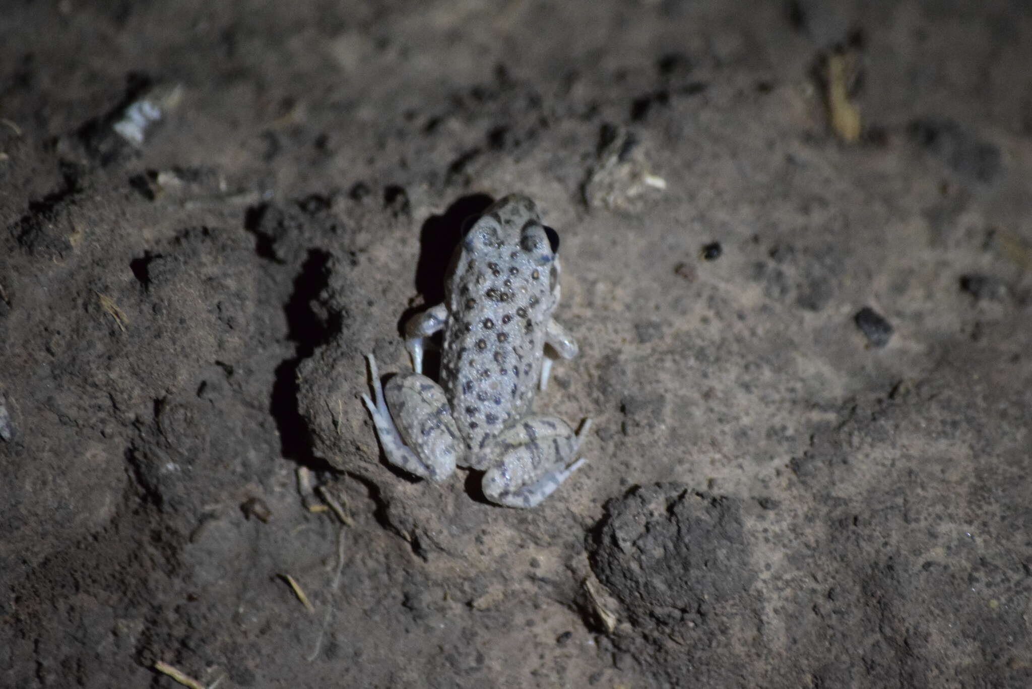 Слика од Leptodactylus bufonius Boulenger 1894