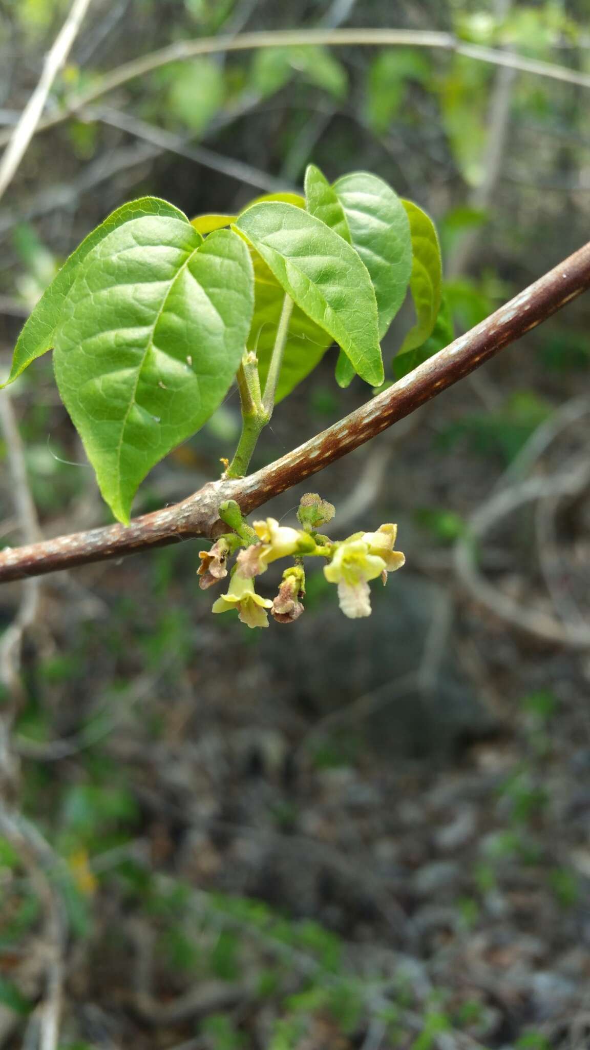 Imagem de Vitex pervillei Baker