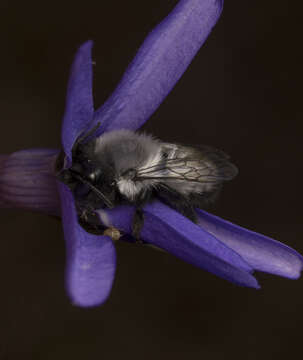 Image of Megachile saulcyi Guérin-Méneville 1845