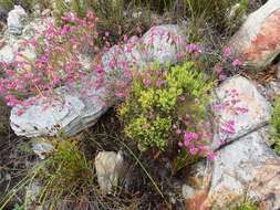 Image de Erica pulchella var. pulchella