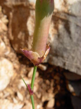Image of Dianthus siculus C. Presl