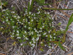 Image of Orianthera serpyllifolia (R. Br.) C. S. P. Foster & B. J. Conn