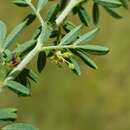 Indigofera nebrowniana J. B. Gillett的圖片