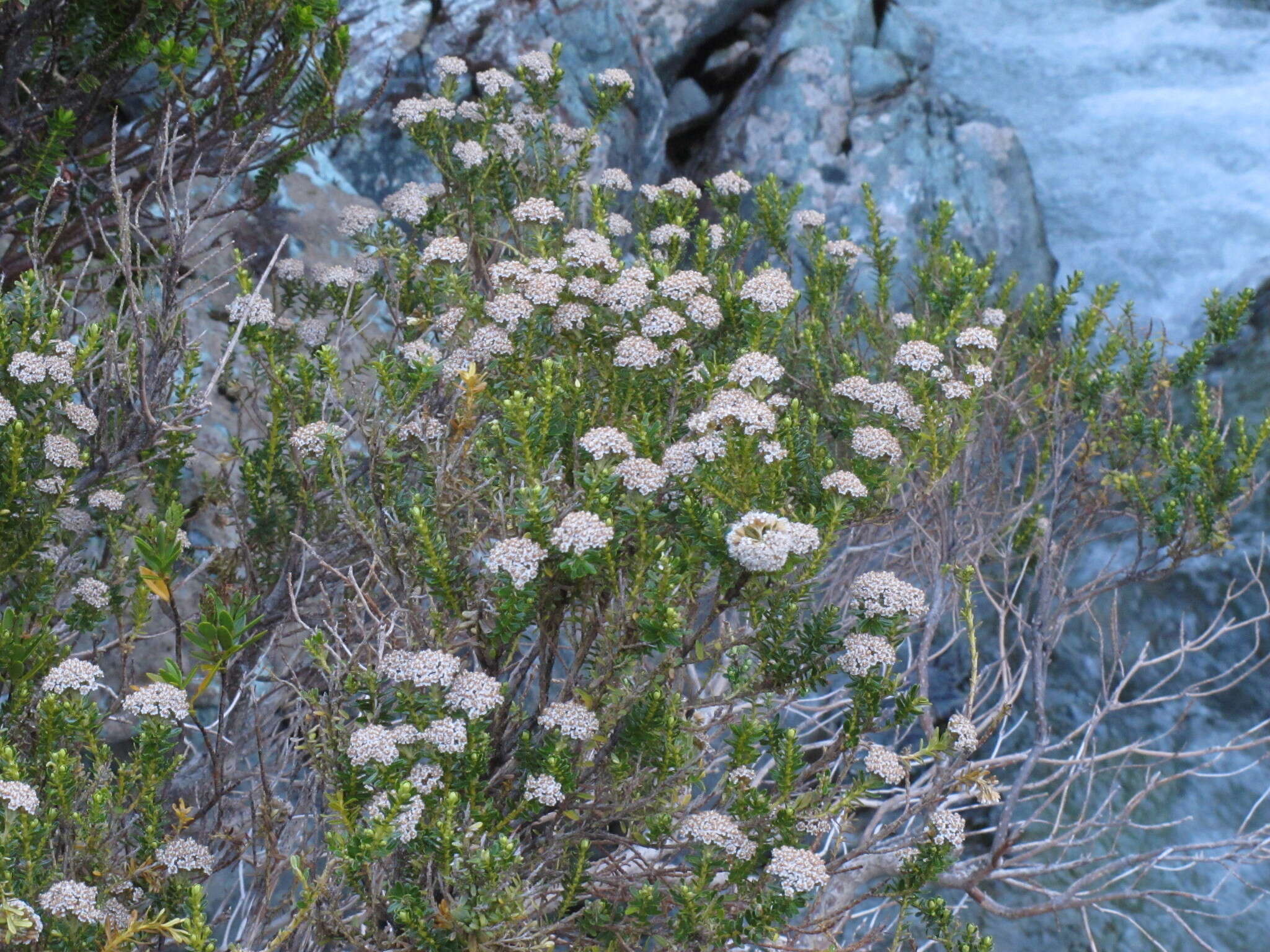 Image of cottonwood