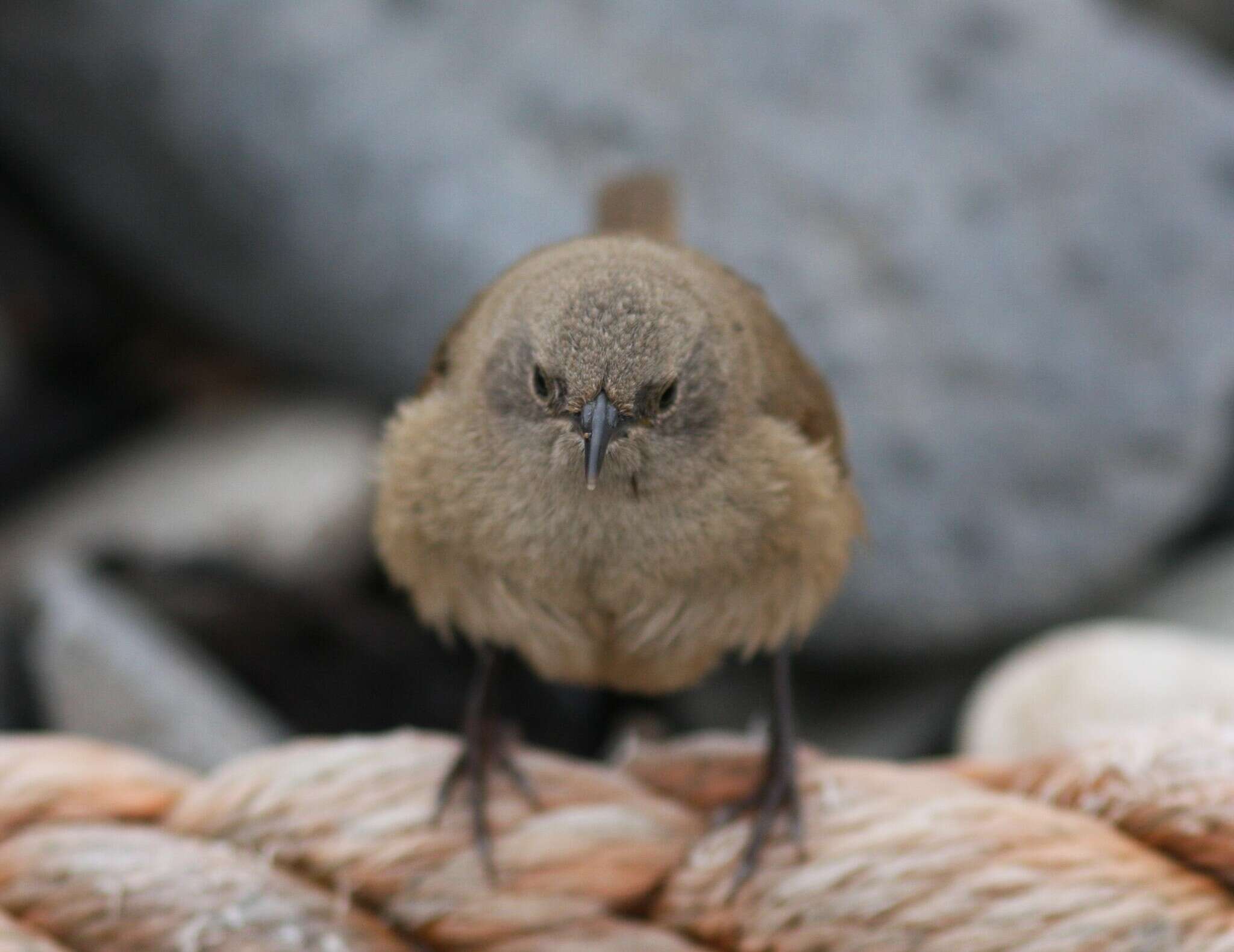 Troglodytes cobbi Chubb & C 1909 resmi