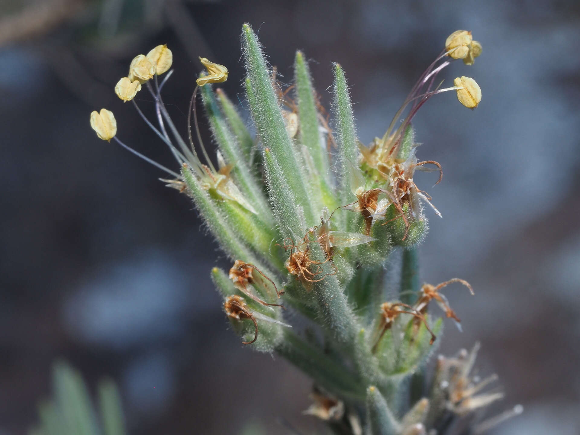 صورة Plantago webbii Barn.