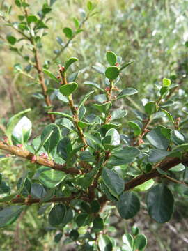 Image de Schinus microphylla I. M. Johnston