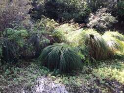 Image of Carex secta Boott