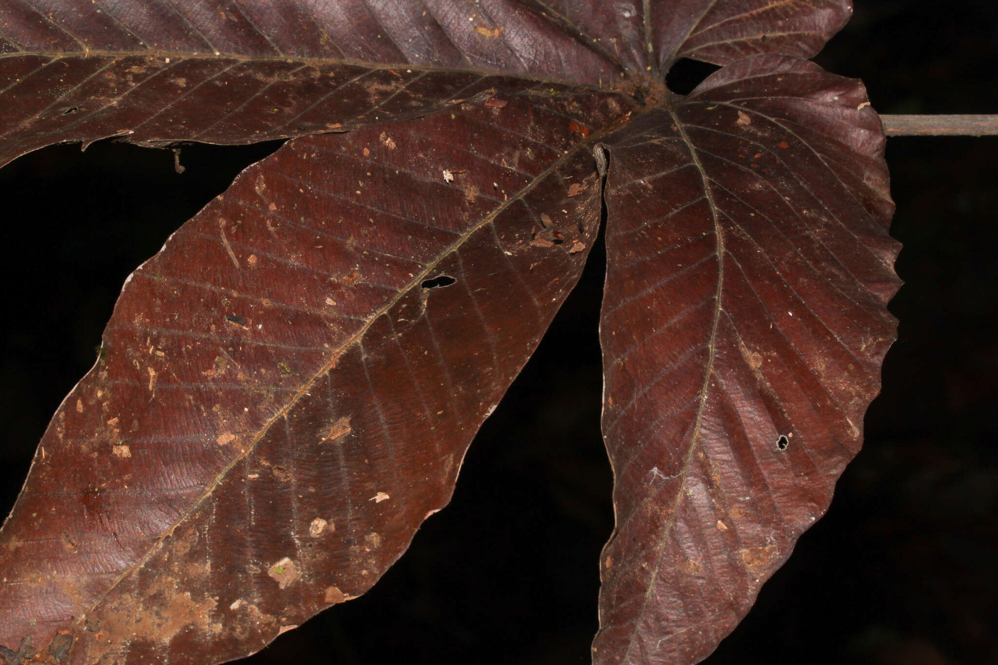 Image of Pourouma bicolor C. Mart.