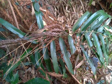 Image of Plagiogyria euphlebia (Kunze) Mett.