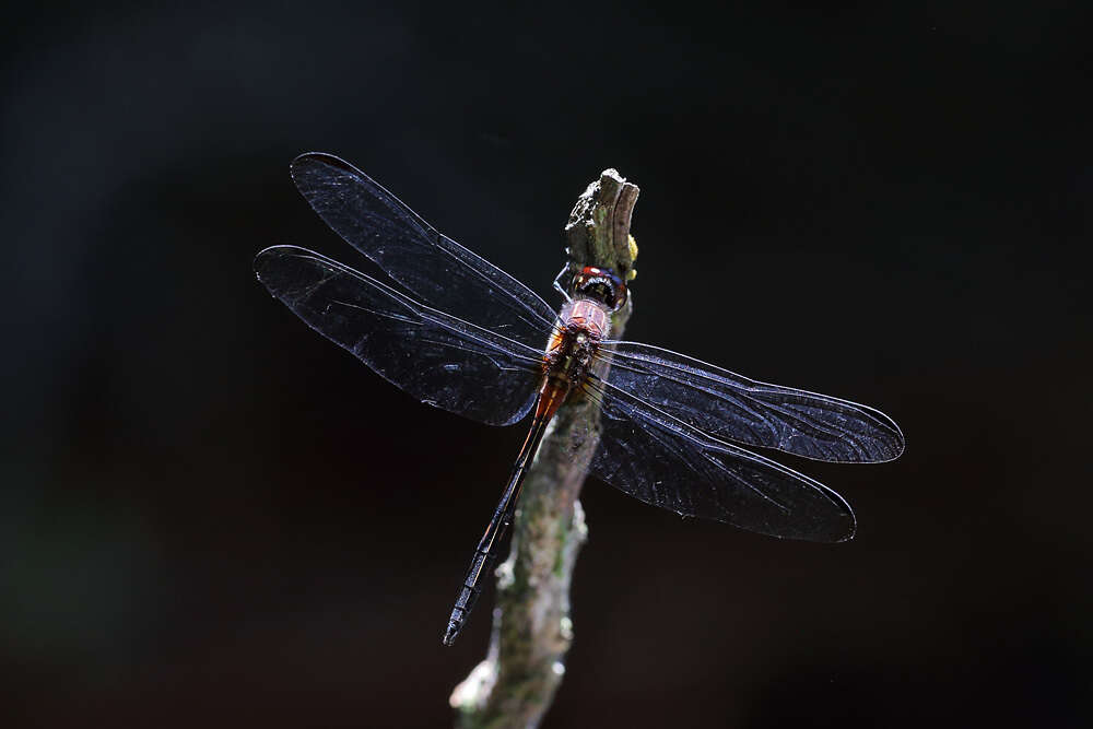 Image of Orthemis attenuata (Erichson ex Schomburgk 1848)