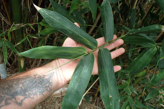 Image of Bambusa oldhamii Munro