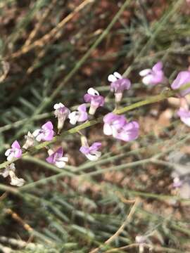 Image of Fort Wingate milkvetch