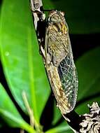 Imagem de Taiwanosemia hoppoensis (Matsumura 1907)