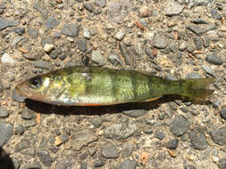 Image of Yellow Perch