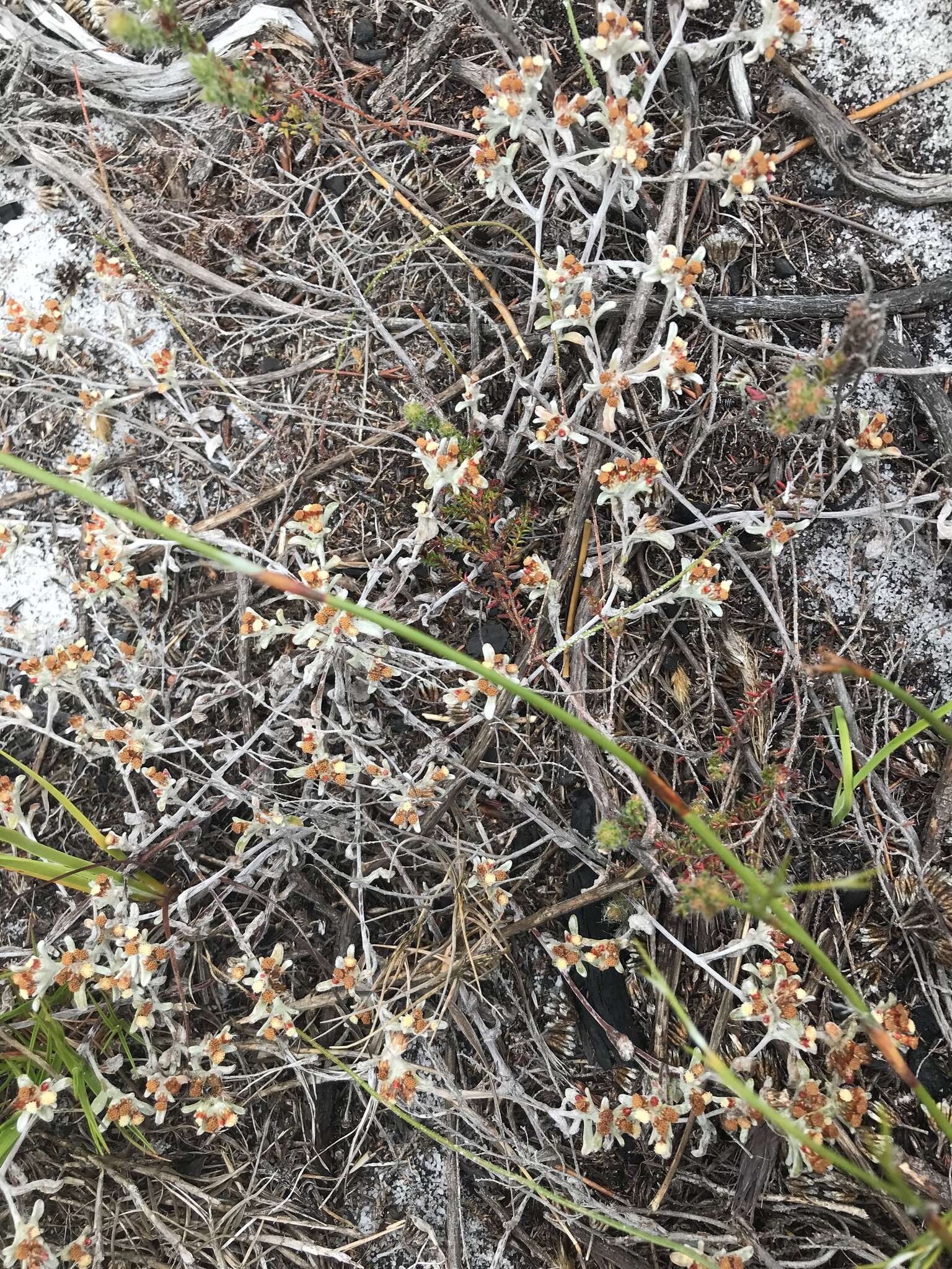 Слика од Helichrysum tinctum (Thunb.) Hilliard & Burtt