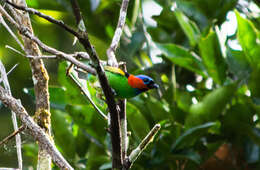 Image of Red-necked Tanager