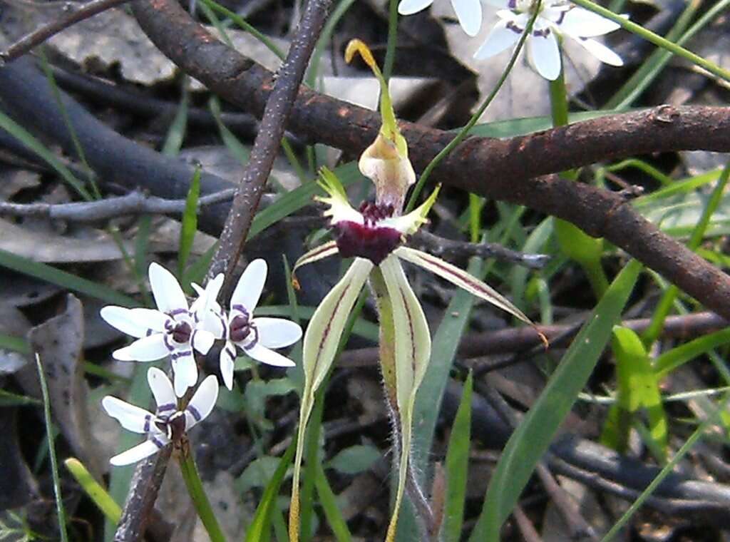 Image of Small spider orchid