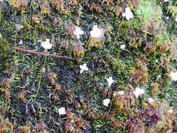 Image of Utricularia bisquamata Schrank