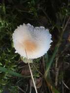 Image of Lepiota clypeolaria (Bull.) P. Kumm. 1871