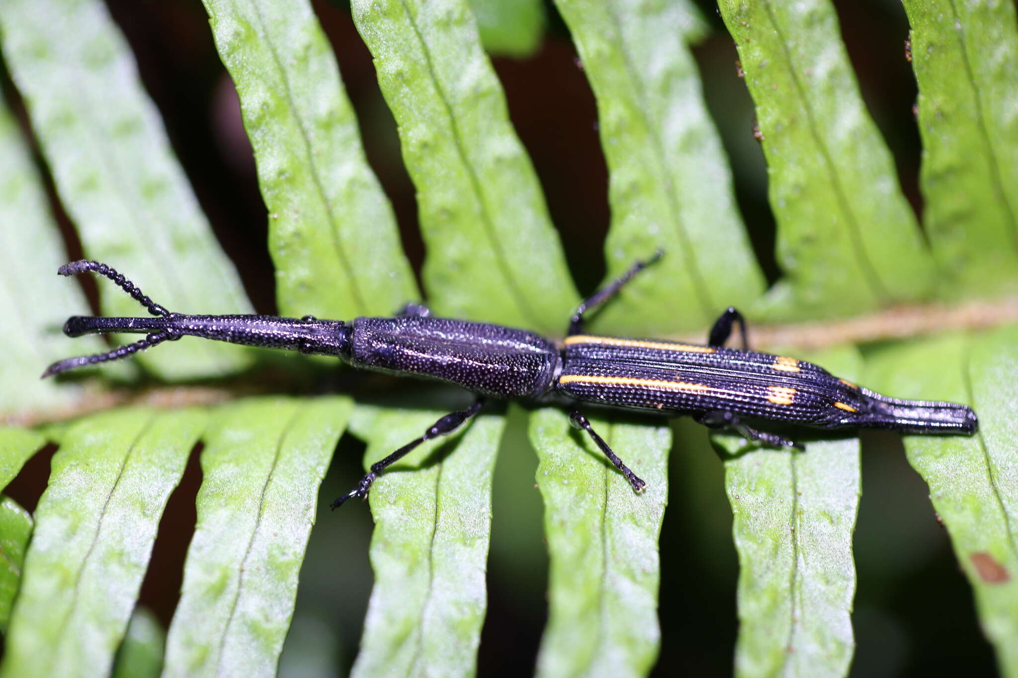 Image of Uropteroides douei (Montrouzier 1861)