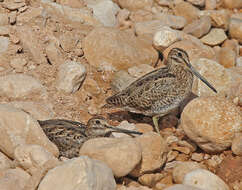 Image of Pin-tailed Snipe