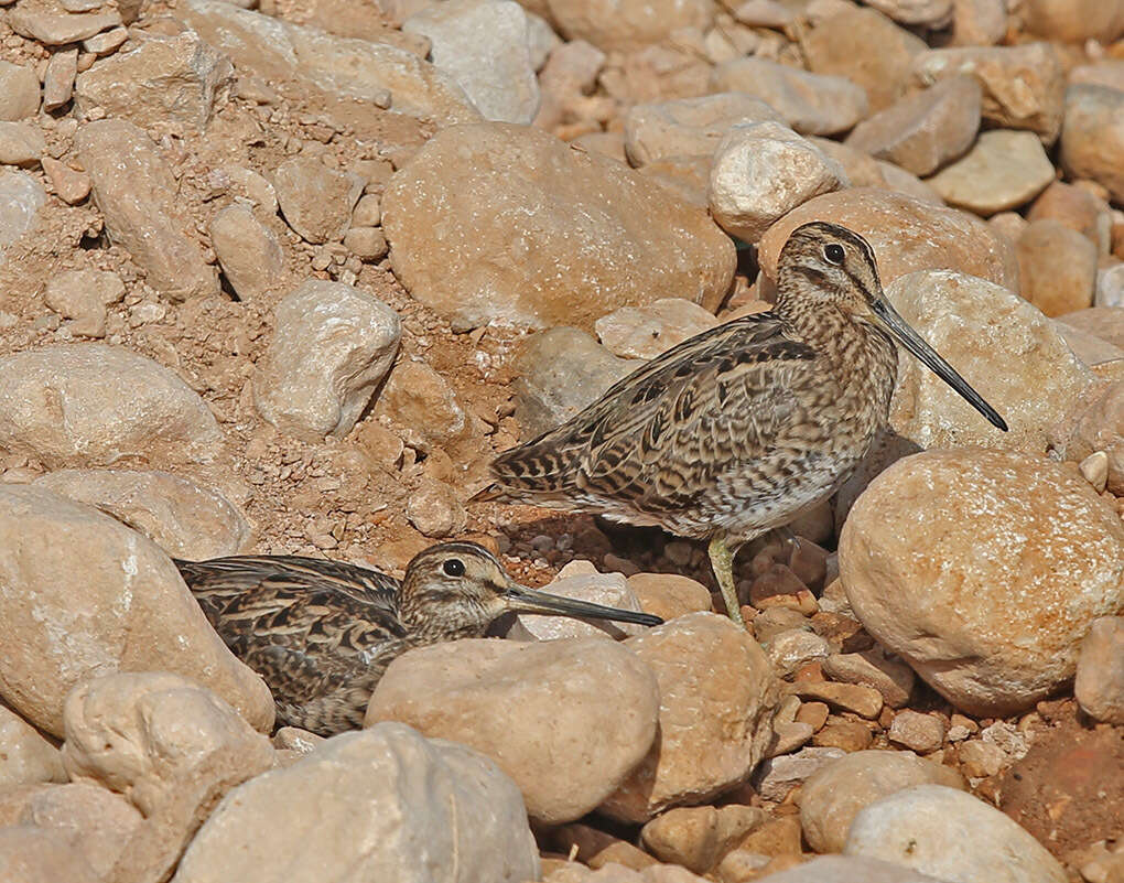 Image of Pin-tailed Snipe