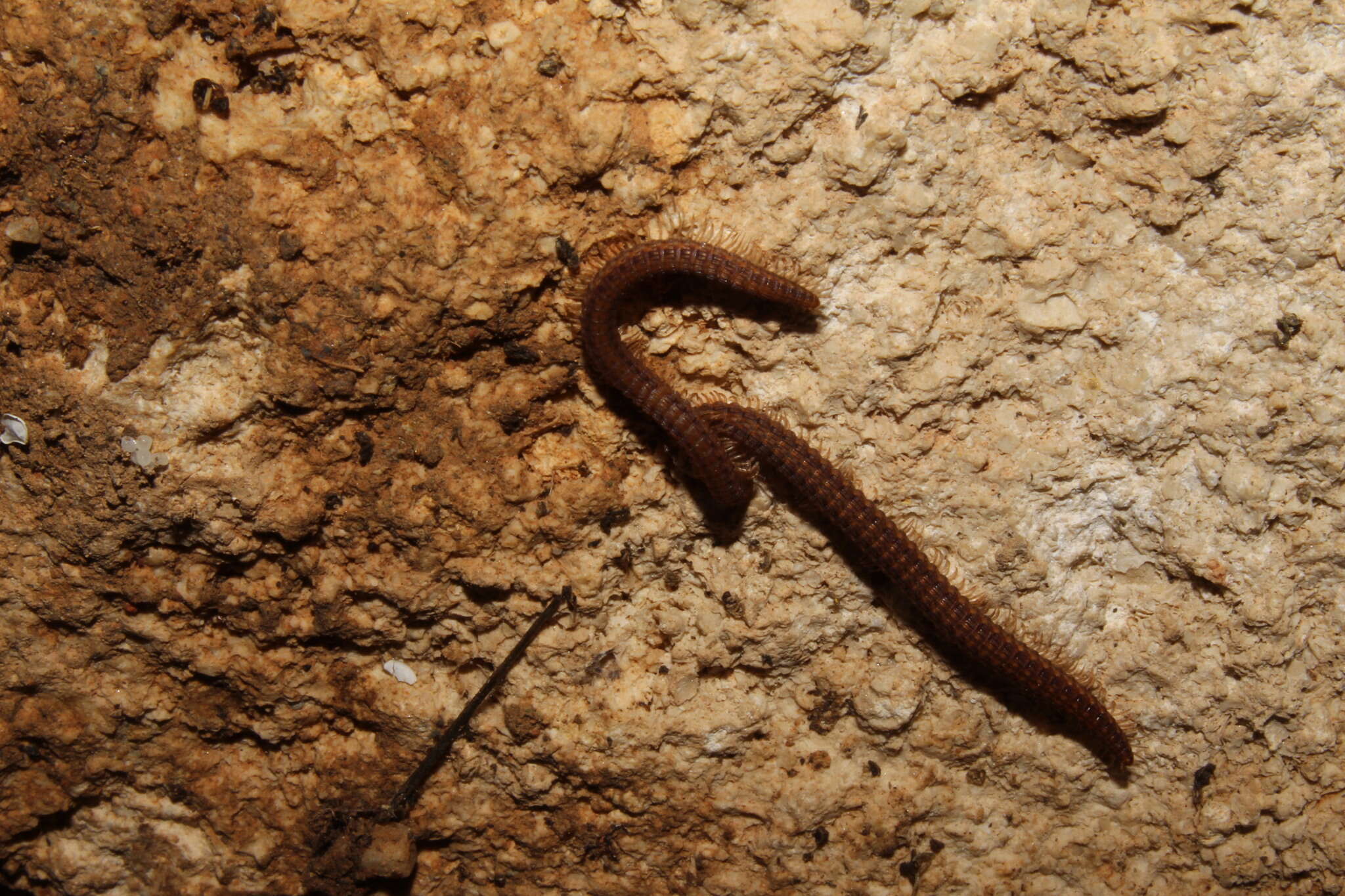 Image de Acanthopetalum blanci (Brölemann 1932)