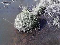 Image of Urtica perconfusa Grosse-Veldm. & Weigend