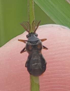 Image of Ripiphorus fasciatus (Say 1823)