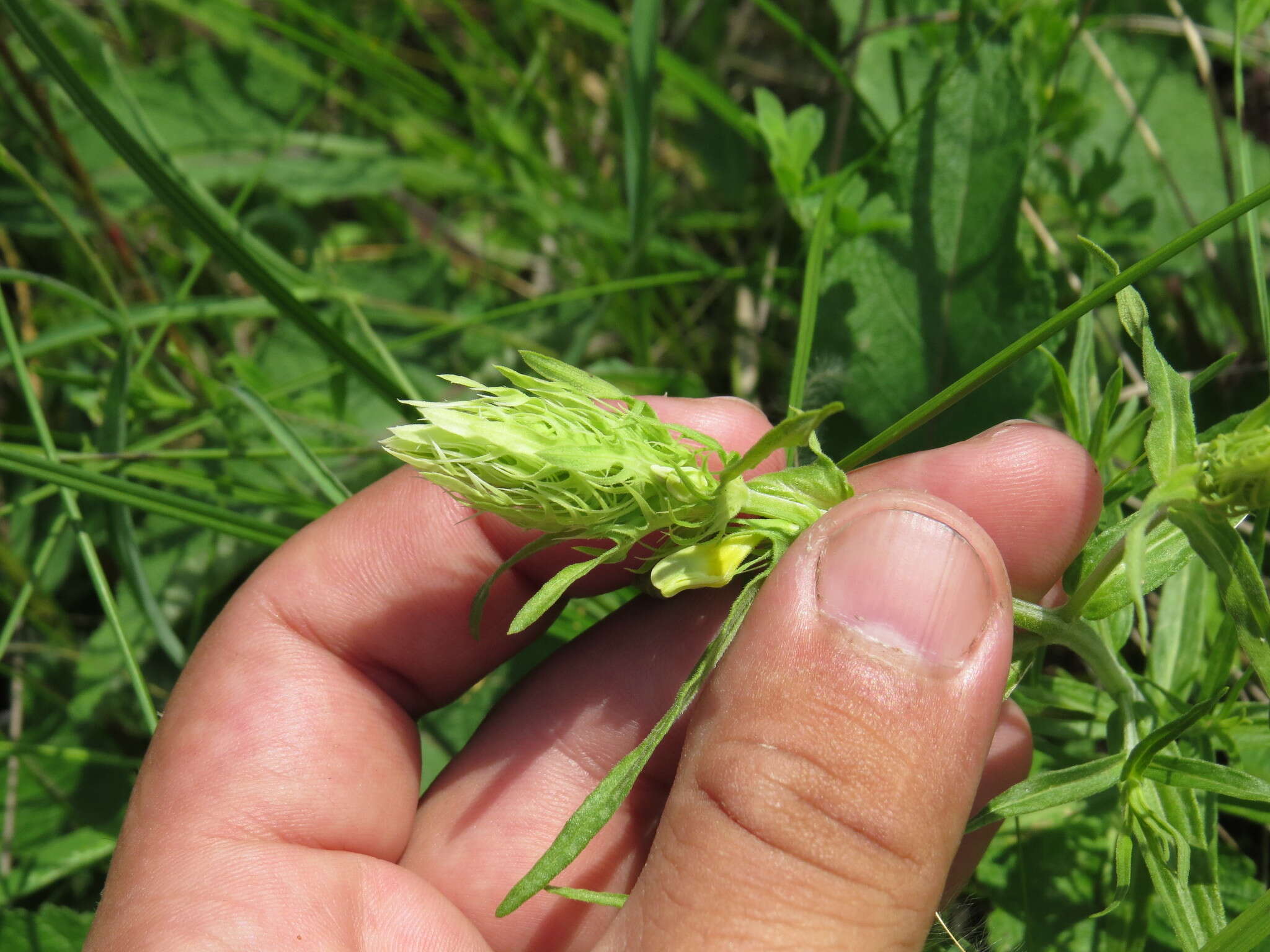 Image of Melampyrum argyrocomum Fisch. ex Steud.