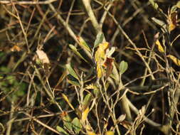 Image de Salix atrocinerea Brot.