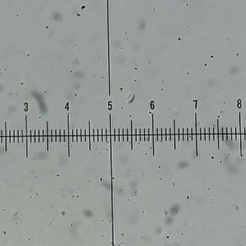 Imagem de Mycoacia uda (Fr.) Donk 1931