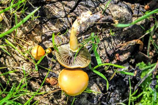 Imagem de Protostropharia dorsipora (Esteve-Rav. & Barrasa) Redhead 2014