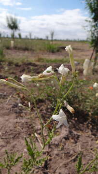 صورة Nicotiana noctiflora Hook.