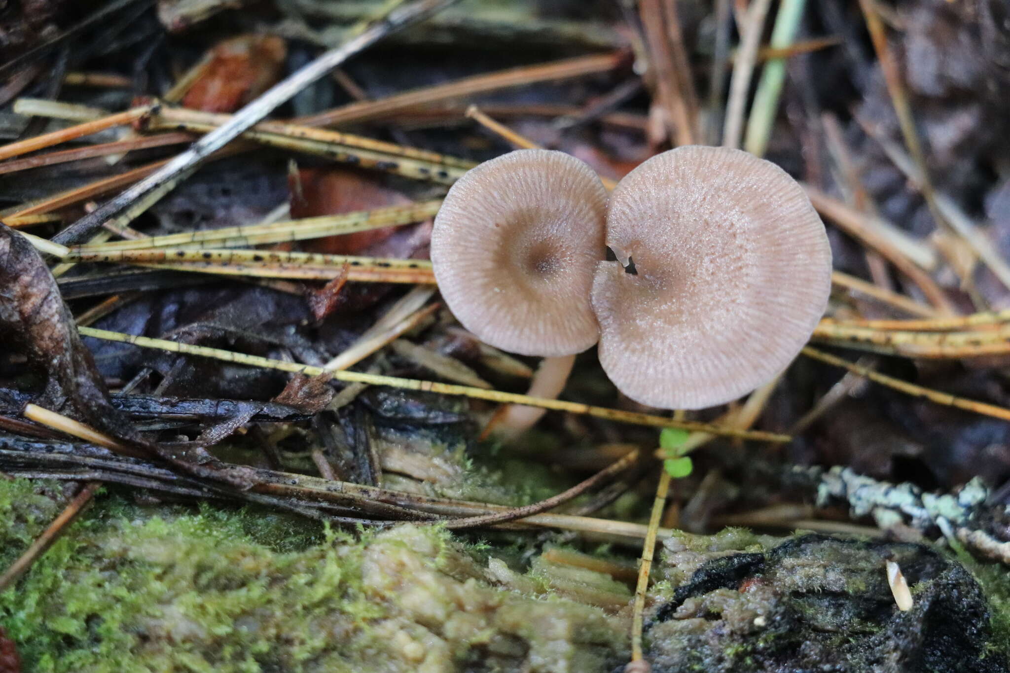 Image of Arrhenia discorosea (Pilát) Zvyagina, A. V. Alexandrova & Bulyonkova 2015